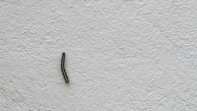 a butterfly worm is climbing on the rough wall
