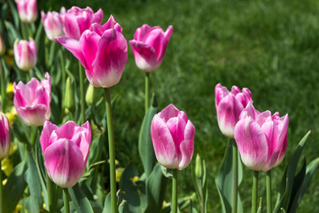 Obraz na płótnie Canvas Pink and White Tulips