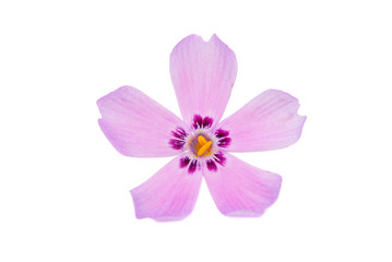 Obraz premium small pink flowers