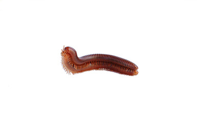 millipedes mating on isolated white background