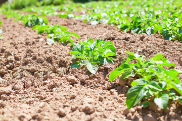 potatoes field closeup