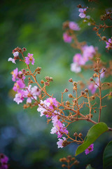 floribunda Jack flower with blur background