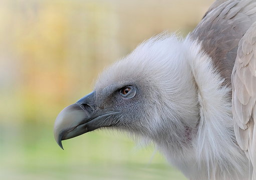 G&auml;nsegeier