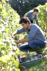 Naklejka na ściany i meble Young man harvester working in vineyard