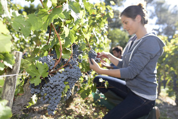 Closeup of young woman picking grape in vineyard