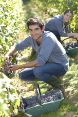 Young man harvester working in vineyard