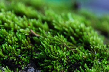 Green moss