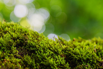 Green moss