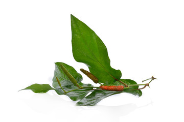 Piper sarmentosum  isolated on white