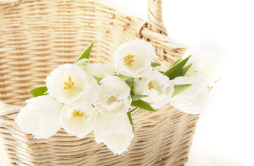 Fototapeta na wymiar white tulips in a basket
