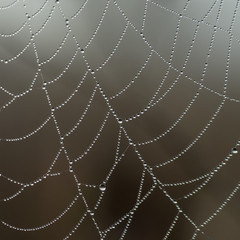 Cobweb with dew drops in morning fog at dawn on blurred background close-up view.
