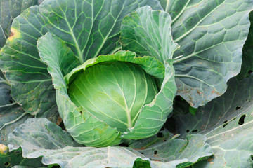 Cabbage in the garden at Phu Tub Berk,Thailand.