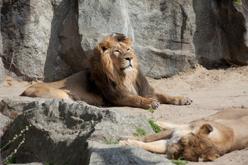 Lion and Lioness at rest