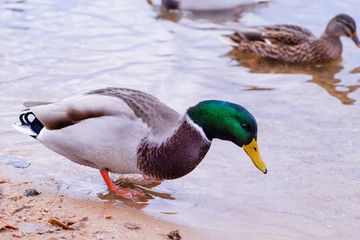Naklejka na ściany i meble ducks floating in the water, feeding the ducks, bread in beak hu