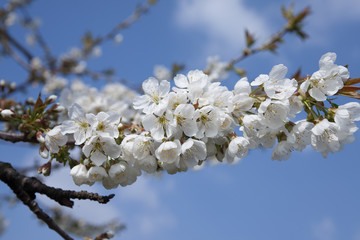 fruit tree blossoming in spring