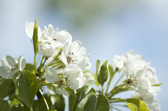 Blossoms of a pear tree