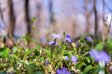 periwinkle growing in the forest in spring