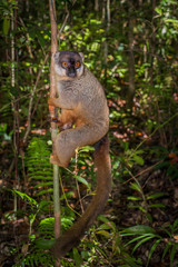 Lemur of Madagascar