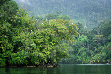bord du fleuve Rio Dulce