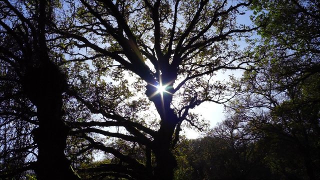 Sonne scheint sternf&ouml;rmig durch die Baumkrone einer alten Eiche