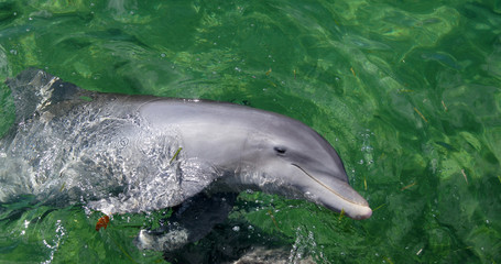 Naklejka premium Dolphin in the clear water of the ocean