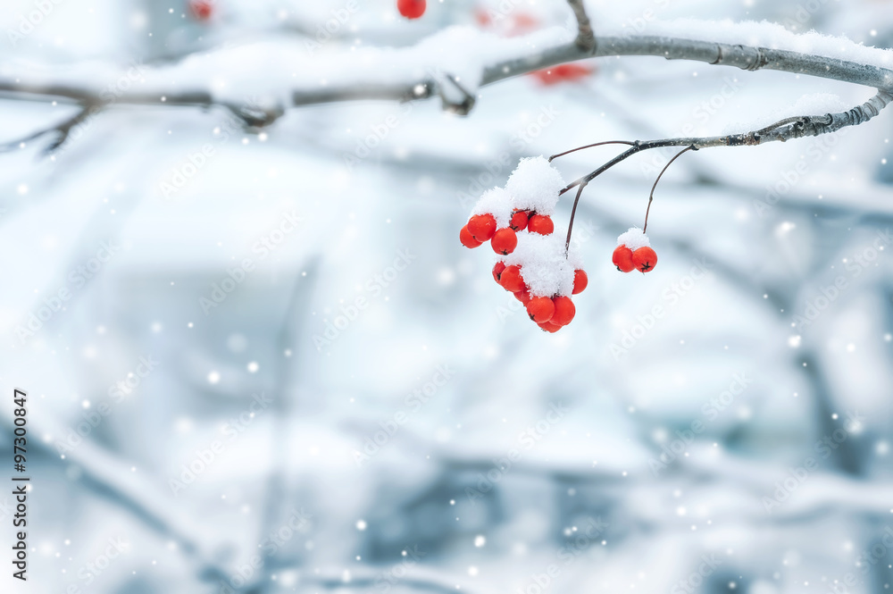 Poster background with a mountain ash cluster in snow