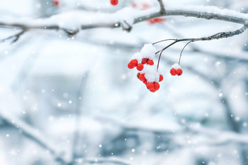 Background with a mountain ash cluster in snow