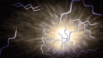 Spirilla Bacteria