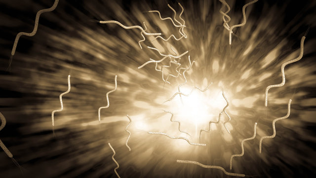 Spirilla Bacteria
