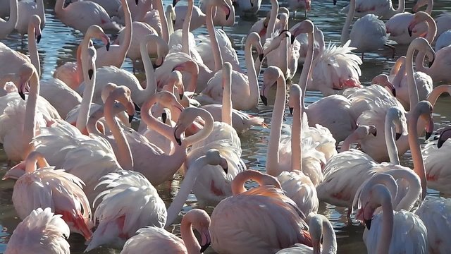 Natural reserve of the Camargue, free pink flamingo