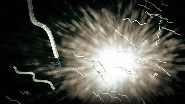 Spirilla Bacteria
