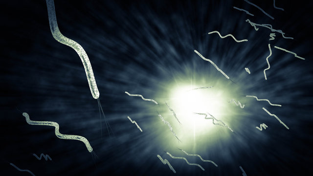 Spirilla Bacteria