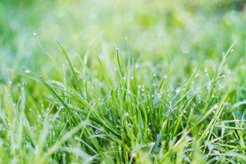 Fresh green grass with water drops
