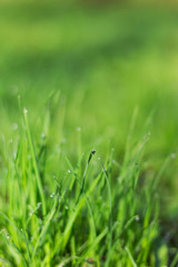 Fresh green grass with water drops