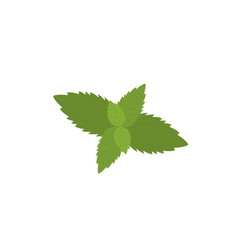 Illustration of mint leaves. Vector