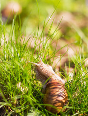 Snail in green grass