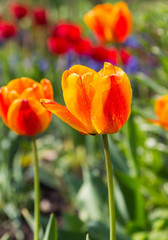 Orange red tulips on the field