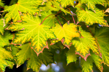 Maple autumn leaves