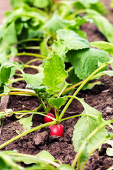 Growing radish
