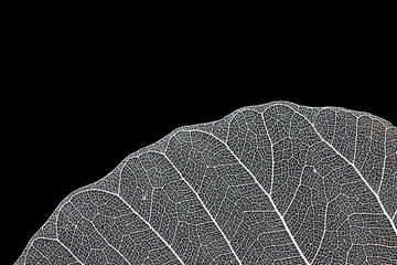 Leaf skeleton on black background