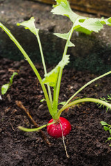 Growing radish