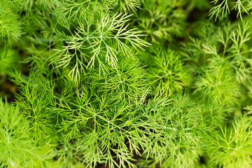 Fresh green dill
