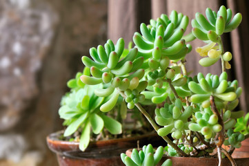 plante succulente en pot 