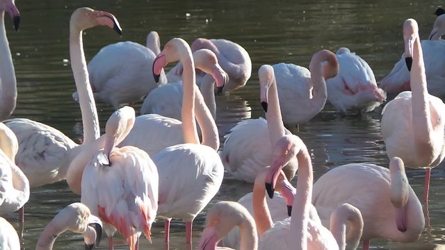 Natural reserve of the Camargue, free pink flamingo
