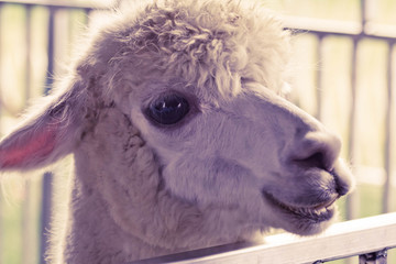 Fototapeta premium Smiling Friendly Alpaca