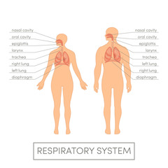 Respiratory system vector