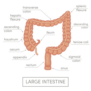 Large intestine vector