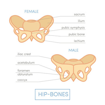 Human hip bones