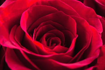  Closeup of a Red Rose