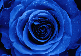 Naklejka premium Closeup of a Blue Rose